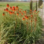 Kniphofia rooperi Villa de Noailles — knifhofia
