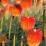 Kniphofia rooperi Villa de Noailles — uvaria