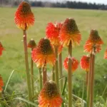 Kniphofia rooperi Villa de Noailles — photo 6