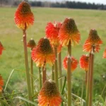 Kniphofia rooperi Villa de Noailles — photo 6