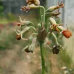 Tulbaghia leucantha — photo 3