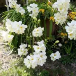 Freesia alba (CV ou hybride) Simone