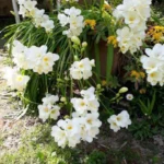 Freesia alba (CV ou hybride) Simone