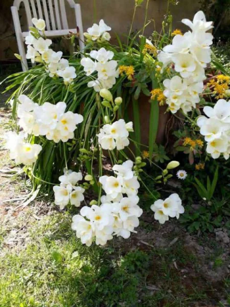 Freesia alba (CV ou hybride) Simone