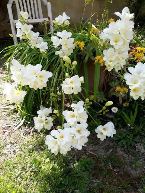 Freesia alba (CV ou hybride) Simone