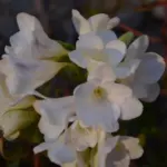 Freesia alba (CV ou hybride) Simone — Freesia