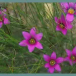 Romulea rosea