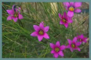Romulea rosea