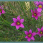 Romulea rosea