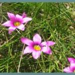 Romulea rosea — Romulea