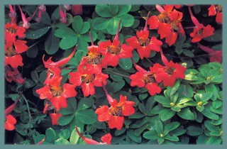 Tropaeolum speciosum