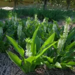 Eucomis autumnalis