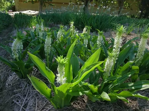Eucomis autumnalis