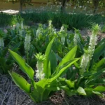 Eucomis autumnalis