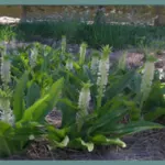 Eucomis autumnalis — undulata