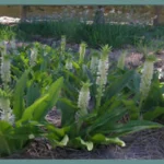 Eucomis autumnalis — photo 2