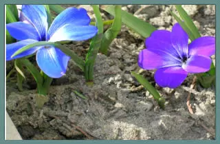 Tecophilaea cyanocrocus var violacea