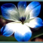 Tecophilaea cyanocrocus var leichtinii
