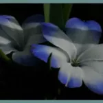 Tecophilaea cyanocrocus var leichtinii — Tecophilaea