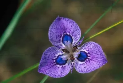 Moraea x villosa hybr Zoe