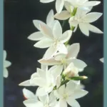Hesperantha cucullata