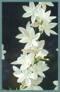 Hesperantha cucullata