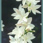 Hesperantha cucullata
