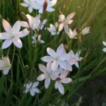 Hesperantha cucullata — buhri
