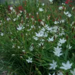 Hesperantha cucullata — Hesperantha