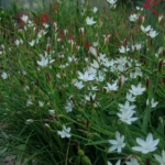 Hesperantha cucullata — photo 3