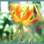 Lilium henryi