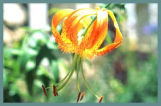 Lilium henryi
