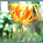 Lilium henryi