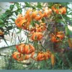 Lilium henryi — Lilium
