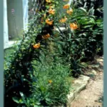 Lilium henryi — lily