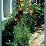 Lilium henryi — photo 3