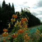 Lilium henryi — photo 4
