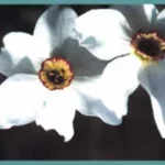 Narcissus poeticus