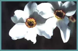 Narcissus poeticus