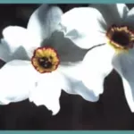 Narcissus poeticus