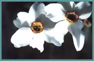 Narcissus poeticus