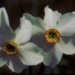 Narcissus poeticus — Poètes