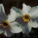 Narcissus poeticus — Poètes