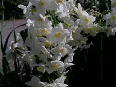 Narcissus tazetta Grand Primo /100