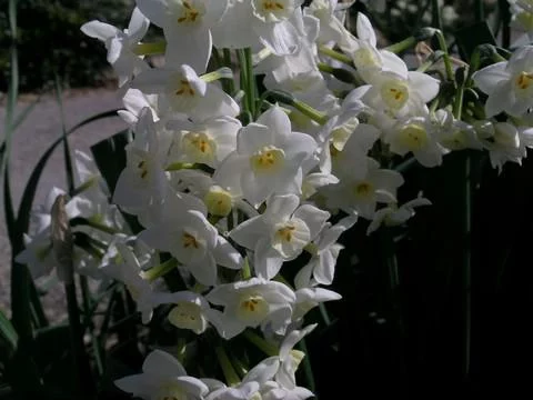 Narcissus tazetta Grand Primo /100