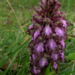 Barlia robertiana