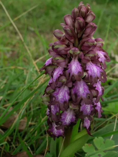 Barlia robertiana