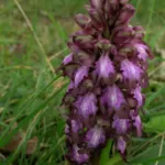 Barlia robertiana