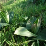 Barlia robertiana — photo 2