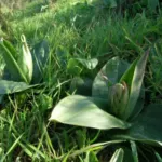 Barlia robertiana — photo 2